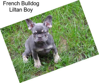 French Bulldog Liltan Boy