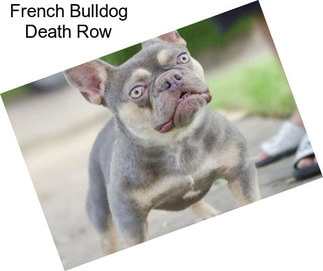 French Bulldog Death Row