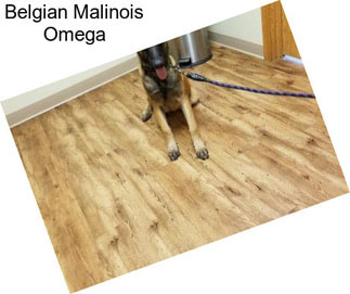 Belgian Malinois Omega