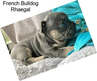 French Bulldog Rhaegal