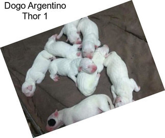 Dogo Argentino Thor 1