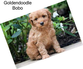 Goldendoodle Bobo