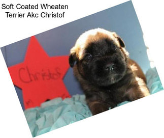 Soft Coated Wheaten Terrier Akc Christof