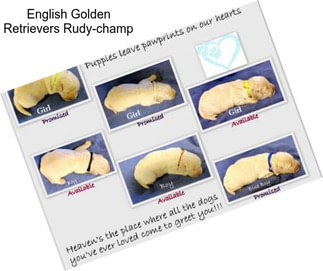 English Golden Retrievers Rudy-champ