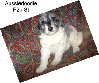 Aussiedoodle F2b St