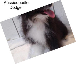 Aussiedoodle Dodger