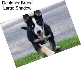 Designer Breed Large Shadow