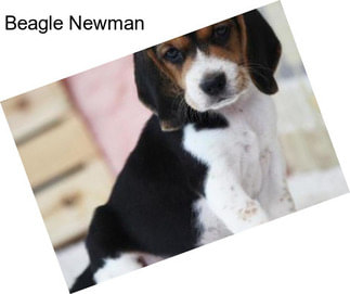 Beagle Newman