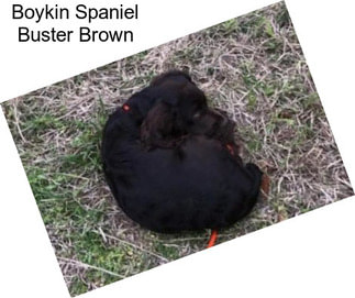 Boykin Spaniel Buster Brown