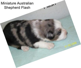 Miniature Australian Shepherd Flash
