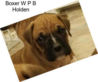 Boxer W P B Holden