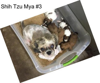 Shih Tzu Mya #3