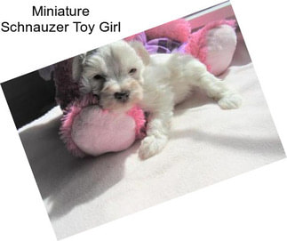 Miniature Schnauzer Toy Girl