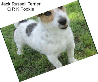 Jack Russell Terrier Q R K Pookie