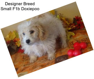 Designer Breed Small F1b Doxiepoo