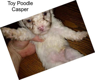 Toy Poodle Casper