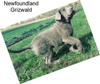 Newfoundland Grizwald