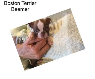 Boston Terrier Beemer