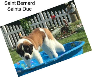 Saint Bernard Saints Due