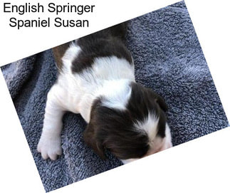 English Springer Spaniel Susan