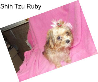 Shih Tzu Ruby