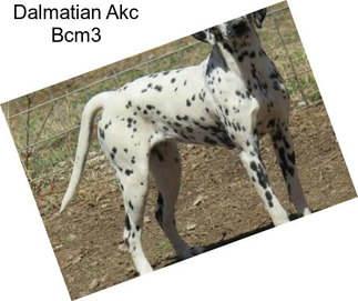 Dalmatian Akc Bcm3