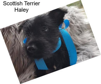 Scottish Terrier Haley