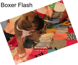 Boxer Flash