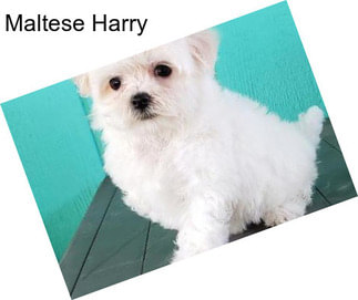 Maltese Harry