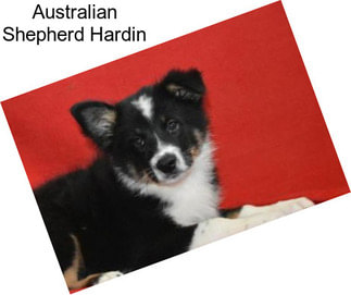 Australian Shepherd Hardin