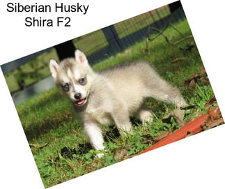 Siberian Husky Shira F2