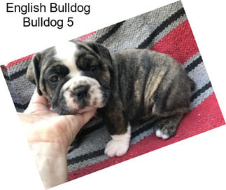 English Bulldog Bulldog 5