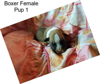 Boxer Female Pup 1