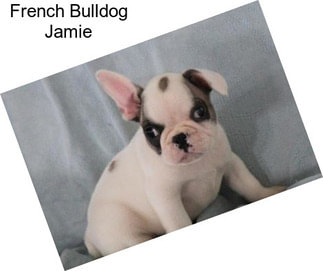 French Bulldog Jamie