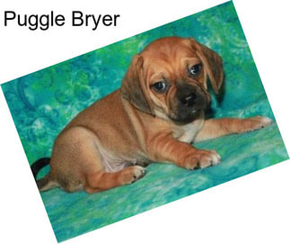 Puggle Bryer