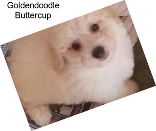 Goldendoodle Buttercup