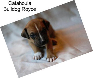 Catahoula Bulldog Royce