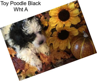 Toy Poodle Black Wht A
