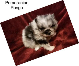 Pomeranian Pongo