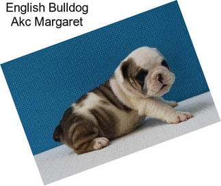 English Bulldog Akc Margaret