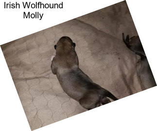 Irish Wolfhound Molly