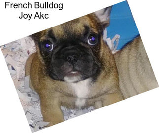 French Bulldog Joy Akc