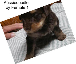 Aussiedoodle Toy Female 1