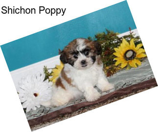 Shichon Poppy