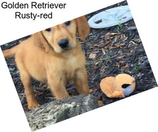 Golden Retriever Rusty-red