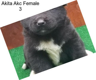 Akita Akc Female 3