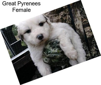 Great Pyrenees Female