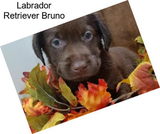 Labrador Retriever Bruno