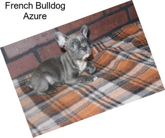 French Bulldog Azure