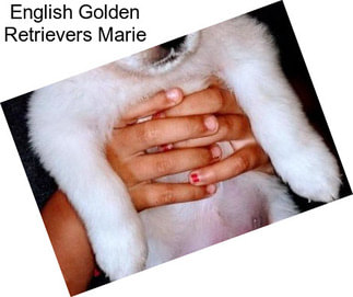 English Golden Retrievers Marie